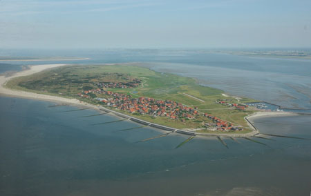 frisian
