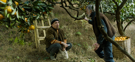 Tangerines_2013.jpg