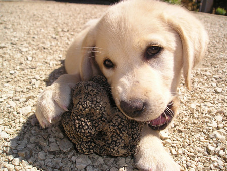 Truffle dog hunting