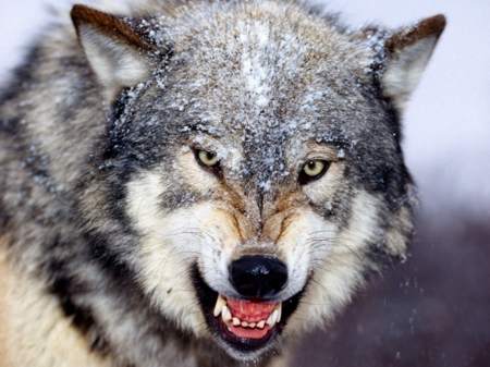 The Beast of the Vosges, Autopsy of a Rumour